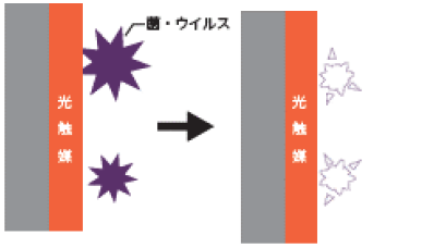 抗菌・抗ウイルスのメカニズム